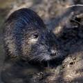 nutria-moenchbruch-www_01