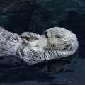 seeeotter-ozeanarium-lissabon-www_01