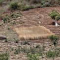Aethiopien-Arba-Bussa-Konso-Felder-WWW_01