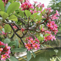 2007-Legian-Padma-Resort-Frangipani_01