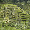 2005-Bali-Tegallalang-Reisterrassen-WWW_02