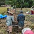 2005-bali-ubud-reisfelder-www_02