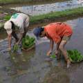 2007-bali-ubud-reisfelder-www_01