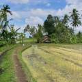 2007-bali-ubud-reisfelder-www_04