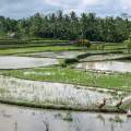 2007-bali-ubud-reisfelder-www_07