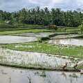 2007-bali-ubud-reisfelder-www_07