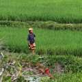 2007-bali-ubud-reisfelder-www_10