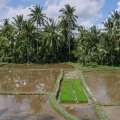 2007-bali-ubud-reisfelder-www_12