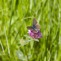 Schmetterling-Rotklee-Blaeuling-WWW_01