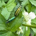 Kaefer-Spanische-Fliege-WWW_01
