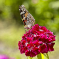 Schmetterling-Distelfalter-WWW_01