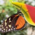 Schmetterling-Goldener-Passionsfalter-WWW_01