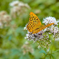 Schmetterling-Kaisermantel_01