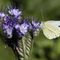 schmetterling-kohlweissling-www