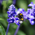 sommer-lavendel-hummel-www_01