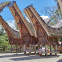 Sulawesi-Palawa-WWW_01