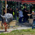 Sulawesi-Palawa-Rambu-Solo-WWW_03