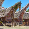 Sulawesi-Palawa-WWW_02