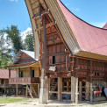 Sulawesi-Palawa-WWW_03