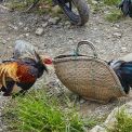 Sulawesi-Rantepao-Kampfhahn-WWW_02