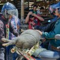 Sulawesi-Rantepao-Viehmarkt-Pasar-Bolu-WWW_01