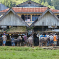 Sulawesi-Rantepao-Viehmarkt-Pasar-Bolu-WWW_02
