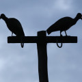 kenia-maralal-ibis-www_01