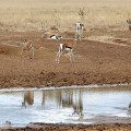 kenia-mugie-sanctuary-thomsongazelle-www_01