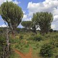 kenia-maralal-manyatta-lekalasimi-www_10_0