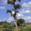kenia-maralal-manyatta-thamayo-www_01_0