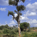 kenia-maralal-manyatta-thamayo-www_01_0