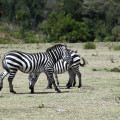 kenia-maralal-manyatta-zebra-www_01