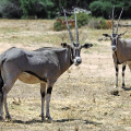 kenia-samburu-np-beisa-oryx-antilope-www_01
