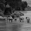 kenia-samburu-np-elefant-sw-www_03_0