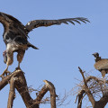 kenia-samburu-np-geier-www_01