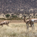 kenia-samburu-np-grant-gazelle-www_01_0