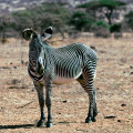 kenia-samburu-np-grevy-zebra-www_02