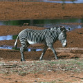 kenia-samburu-np-grevy-zebra-www_03