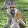 kenia-samburu-np-gruenmeerkatzen-affe-www_01