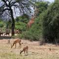 kenia-samburu-np-netzgiraffe-impala-www_01