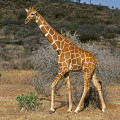 kenia-samburu-np-netzgiraffe-www_03