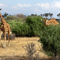 kenia-samburu-np-netzgiraffe-www_04