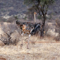kenia-samburu-np-strauss-www_02_0