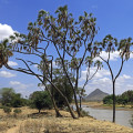 kenia-samburu-np-uasu-nyeru-fluss-www_03