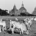 myanmar-bagan-sw-www_01