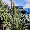 2009-Marokko-Jardin-Majorelle-WWW_02
