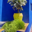 2009-Marokko-Jardin-Majorelle-WWW_08