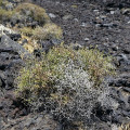 1_Lanzarote-El-Golfo-WWW_01