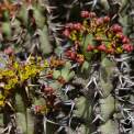 Lanzarote-Guatiza-Jardin-de-Cactus-WWW_04