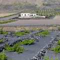 Lanzarote-La-Geria-WWW_03